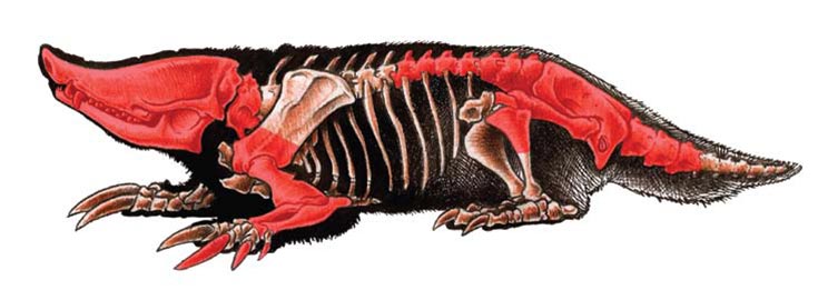 Reconstrucción hipotética del esqueleto del Necrolestes. En rojo, los huesos conocidos por habérselos encontrado fosilizados. 