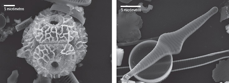 Imágenes de microscopio de barrido electrónico de materiales obtenidos en turberas de la isla de los Estados. Izquierda: grano de polen de canelo (Drimys winteri). Derecha: un alga unicelular o diatomea del genero Fragilaria.
