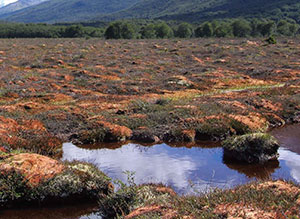 Vista de cerca de la superficie de una turbera de musgo Sphagnum.