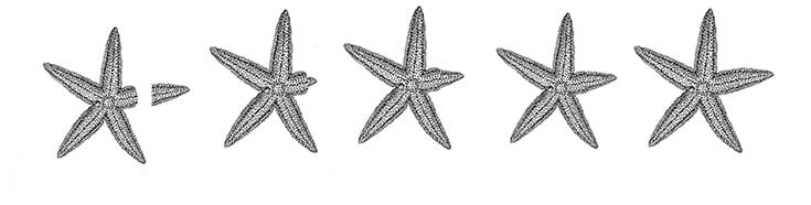 Regeneración del brazo de una estrella de mar.