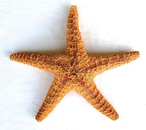 Estrella de mar.