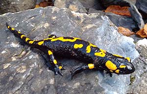 Salamandra de fuego (Salamandra salamandra), Grecia. Mide unos 15cm. Foto Cristo Vlaho, Wikimedia Commons.
