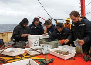 A bordo del buque oceanográfico Puerto Deseado, septiembre de 2013. Selección de organismos capturados con una draga a 2930m de profundidad en el cañón submarino de Mar del Plata. Foto Cristina Damborenea