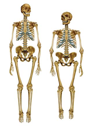 Humanos moderno y de Neandertal. Además de menor altura –en promedio 175cm el primero contra 165cm el otro–, este tenía un cráneo más chato, mayores cavidades nasales, arcos superciliares más pronunciados, antebrazos más cortos, articulaciones más robustas en los hombros, codos, cadera, rodillas y tobillos, caderas más anchas y tibias más cortas y chatas. Fuente http://sciencemadefun.net/ blog/?p=4255 
