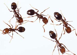 Obreras de hormiga de fuego (Solenopsis geminata). Miden menos de medio centímetro y son los únicos predadores confirmados de los huevos de ampularia.