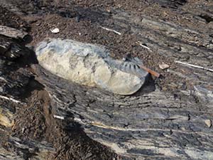Sector Vaca Muerta de la cuenca petrolífera neuquina. Las rocas estratificadas datan del período jurásico y son lutitas negras con alto contenido de materia orgánica. La pieza central es roca calcárea y muestra el molde de un fósil de amonite. 