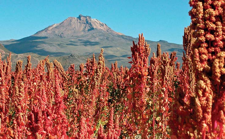 Cultivo de quinua en el departamento boliviano de Oruro. Foto Wikipedia Commons