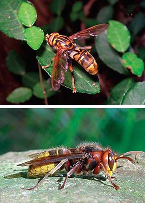 Figura 5. Ejemplo de mimetismo batesiano. La mosca inofensiva Milesia undulata (arriba) imita al avispón Vespa cabro (abajo), protegido de predadores por su poderoso veneno.