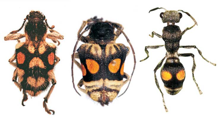 Figura 6. Dos coleópteros, respectivamente de los géneros Trichaptus (gorgojo, a la izquierda) y Compsosoma (bicho taladro, al centro), imitan el patrón de una avispa del género Hoplomutilla (derecha), que produce picaduras muy dolorosas.
