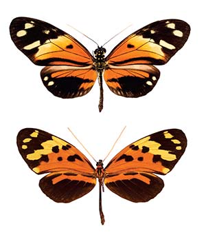 Figura 7. Mimetismo mülleriano en mariposas de la familia Nymphalidae, pertenecientes a especies lejanamente emparentadas pero con patrones de coloración similares en sus alas: Heliconius numata (arriba) y Melinaea mneme (abajo). 