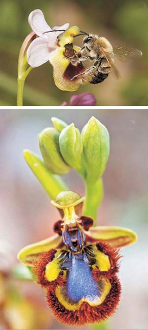 Figura 8. Ejemplo de coevolución. En las orquídeas abeja, las flores se asemejan al abdomen de las hembras de las abejas que las polinizan. La foto de la izquierda muestra el macho de una abeja polinizando la orquídea Ophrys apifera; la de la derecha, una especie de orquídea (Ophrys speculum) con flores azuladas que remedan el reflejo del cielo en las alas de las abejas polinizadoras.