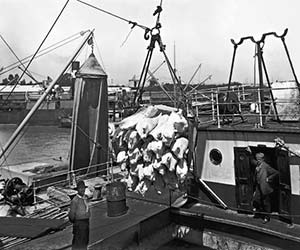 Embarque de carne congelada en el puerto de Buenos Aires. Si bien la guerra deterioró las exportaciones, sobre todo las de cereales que eran las más importantes, impulsó las de algunos rubros, como la carne y sus derivados. Foto HG Olds, 1910.