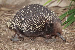 Tachyglossus aculeatus. Wikimedia Commons