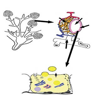 Esquema de la estructura interna de la glándula mamaria. Panel A: los alveolos mamarios se agrupan formando lóbulos. El conducto excretor conduce la leche hasta la cisterna de la glándula y ahí al exterior a través del pezón. Panel B: alveolo mamario, (a) células epiteliales; (b) células mioepiteliales; (c) lumen alveolar; (d) cisterna glandular. Panel C: síntesis de la leche dentro de las células epiteliales: (1) síntesis de proteínas en el retículo endoplásmico rugoso, empaquetamiento en el aparato de Golgi y excreción al lumen alveolar; (2) síntesis de ácidos grasos en el citoplasma o incorporación de la sangre, secreción como gotas lipídicas envueltas por la membrana citoplasmática. Algunos componentes como sodio, potasio y agua son secretados directamente por la membrana apical; (3) por transitosis se secretan proteínas como la inmunoglobulina A (4). En cambio, otros componentes de mayor tamaño llegan al lumen alveolar directamente por transporte paracelular (5). Este mecanismo funciona únicamente al inicio de la lactancia para secretar al lumen alveolar grandes cantidades de inmunoglobulinas. Adaptado de Schmidt GH, 1971, Biología de la lactancia, Acribia, Buenos Aires, y de Neville MC, 2006, ‘Lactation and its hormonal control’, en Physiology of Reproduction, Knobil and Neils, Elsevier. 