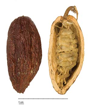 Fruto y semillas de cacao. Wikipedia Commons