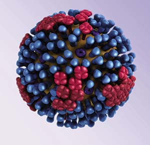 Modelo de un virus de gripe, que en la realidad puede medir alrededor de 100 nanómetros (una fila de 10.000 virus como el ilustrado mediría 1mm). En amarillo, la superficie del virus, que está cubierta por proteínas como hemaglutinina (azul) y neuraminidasa (rojo). Estas se adhieren a estructuras de las membranas celulares llamadas receptores, por las cuales el virus ingresa en las células y causa la enfermedad. Cybercobra / Wikimedia Commons