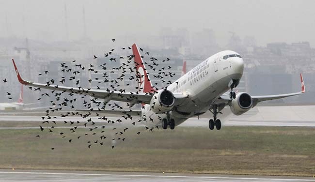 Bandada de estorninos (Sturnus vulgaris) volando en un aeropuerto europeo en el momento en que despega un Boeing 737-900 de Turkish Airlines.