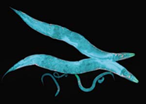 Dos gusanos adultos (miden aproximadamente 1mm), tres juveniles y un huevo magnificados unas 120 veces por microscopia de fluorescencia. Fotografía Biochemical Society UK