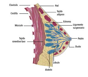 Corte de una glándula mamaria. Se aprecia la estructura ramificada formada por los ductos que convergen en el pezón y llevan la leche desde los alvéolos, donde se produce. Los racimos de alvéolos y ductos se llaman lóbulos, los que conforman con los ductos troncales las unidades ducto-lobulares. Estas estructuras están inmersas en una almohadilla de grasa, indicada con el rótulo de tejido adiposo, y sostenidas por un tejido de soporte llamado estroma