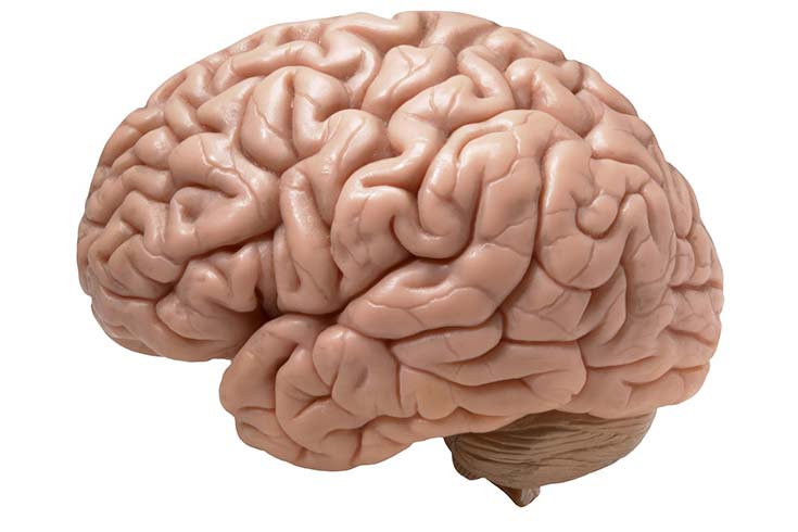 El cerebro humano: un mapa para gobernar a todos