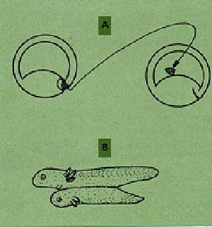 Fig 1- Esquema del experimento de Spemann (A) Extracción de células del labio dorsal del blastoporo de una gastrula media y su implantación en una gastrula inicial (B) Embrión doble, en el cual la mayoria de los tejidos pertenecen al que recibió el implante