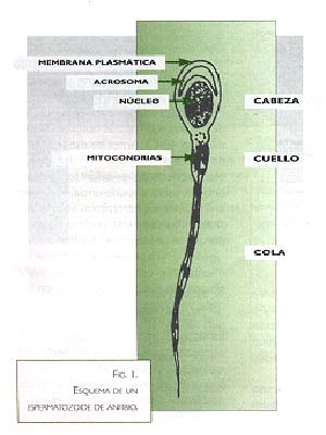 Fig.1 Esquema de un espermatozoide anfibio