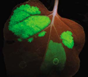 Figura 3. Expresión transitoria de la proteína recombinante llamada GFP (green fluorescent protein) en hojas de tabaco iluminadas con luz ultravioleta. El color rojo de fondo corresponde a la fluorescencia normal de la clorofila iluminada con esa luz, mientras que los parches verdes son producto de la fluorescencia emitida por dicha proteína, que se acumula en las regiones agroinfiltradas.
