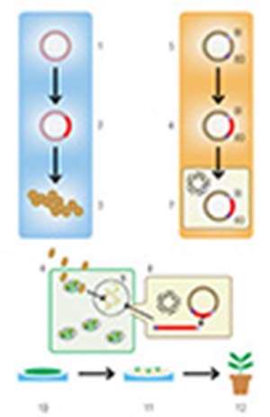 Figura 1. Esquema simplificado de dos métodos usados para modificar genéticamente una planta. La columna celeste indica la transformación por biobalística: en un vector o plásmido (1) se introduce, como primer paso (2), el fragmento de ADN deseado (en rojo); luego el plásmido se precipita sobre micropartículas de oro o tungsteno (3) y se bombardea el tejido vegetal (4). La columna ocre indica la transformación por la bacteria Agrobacterium tumefaciens: el procedimiento parte de incorporar el fragmento de ADN de interés en un plásmido que posee los elementos necesarios (BI y BD) que son reconocidos por la maquinaria de transferencia de dicha bacteria (5, 6). Ese plásmido es luego introducido en la bacteria (7), la cual puede transferir el ADN de interés al interior de las células de las plantas que infecta (8). El resultado de ambos métodos es la integración del fragmento de ADN de interés al genoma nuclear de la planta (9). Como siguiente paso, el tejido vegetal genéticamente modificado se coloca en un medio con hormonas vegetales y un agente selector (10), en el que sólo sobreviven las células transformadas, las cuales originan brotes (11) que permiten obtener una planta transgénica