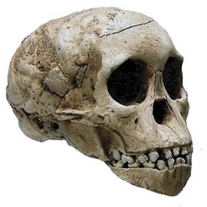 Cráneo fosilizado del niño de Taung (Australopitecus afarensis) encontrado en Sudáfrica en 1924. Se estima que data de unos 2,5 millones de años atrás y que perteneció a un niño de unos cuatro años de edad al morir, con una capacidad craneana cercana a los 400cm3, 10kg de peso y 1m de altura.  Foto Wikimedia Commons 