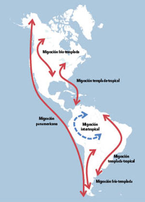 Esquema de las migraciones de larga distancia de las aves del Nuevo Mundo.