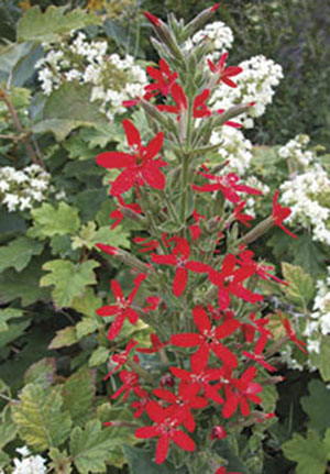Royal catchfly (atrapamoscas real), planta perenne (Silene regia) nativa de los pastizales norteamericanos polinizada por el picaflor de garganta rubí.