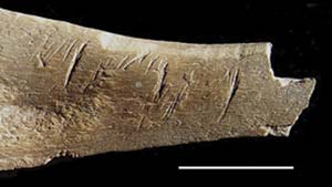fragmento de pelvis de guanaco en el que se advierten huellas de corte hechas con herramientas de piedra al faenar el animal. Fue hallado en Paso Otero 4 y fechado entre 7700 y 4600 años antes del presente. La barra que da la escala mide 1cm.
