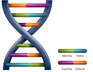 Estructura del ADN. Wikimedia Commons