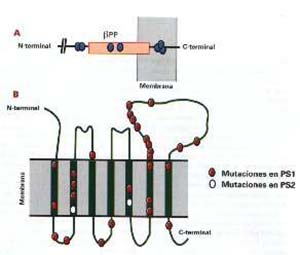 Fig 5. Esquema de las proteínas de membrana afectadas en la enfermedad de Alzheimer y localización de las mutaciones descriptas hasta el momento. A) bPP, proteína precursora del amiloide beta. B) PS1 y PS", presenilinas 1 y 2, respectivamente.
