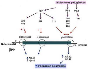 Fig 6. Representación esquemática del posible efecto de las mutaciones patogénicas de bPP(precursordel amiloide beta) y PS1/PS2 (presenilinas) en la cascada de eventos que conducen a la formación de amiloide. Los númeos indican la posición de las sustitución de un aminoácido por otro (mutación) en las respectivas moléculas. El signo (+) indica mayor producción de Ab40 (forma corta del amiloide) y Ab42 (forma larga)  por edecto de bsecretasa, (-) mayor producción de Ab40 y Ab42 por menor acción de a secretasa y () modificación del sitio de corte en el  extremo carboxilo terminal de ab que lleva a mayor producción relativa de Ab42.