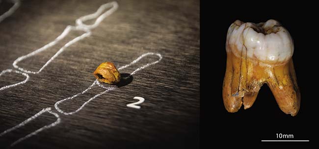 Izquierda: Reconstrucción de la falange de Denísova. Thilo Parg, Wikimedia Commons. Derecha: Imagen del molar hallado en el mismo sitio. Instituto Max Planck