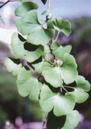 Hojas de Ginko (Ginko biloba L.) cuyos extractos poseen diversas propiedades terapéuticas.