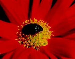 Escarabajo crisomélido sobre una flor de la familia de las compuestas. Existe una constante interacción entre los distintos elementos de la diversidad específica