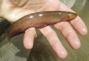 Morena (Gymnotus omarorum), pez que se alimenta de invertebrados pobladores de las raíces de los camalotes.