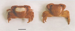 Dos ejemplares del "cangrejo de Colón" (Planes Marinus) encontrados cerca de Mar Chiquita. Algunos cangrejos de esta especie muestran una mancha blanca en el dorso, de tamaño y forma variables. El ejemplar de la derecha ha perdido la pata de cada lado y la estaba regenerando (se observa un pequeño muñón) en el momento de ser coleccionado. La escala indica 1cm.