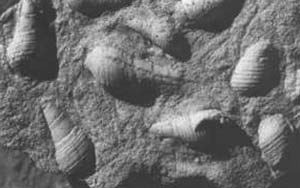 Fig. 3. Los fósiles más antiguos de la familia Thiardae en Sudamérica proceden de la provincia de Santa Cruz, Argentina. Se los atribuye al período Paleoceno, que culminó hace unos 55 millones de años. Foto : A Mariani y f. Méndez