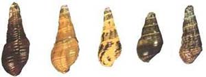 Fig. 4  Los fósiles más antiguos de la familia Thiardae en