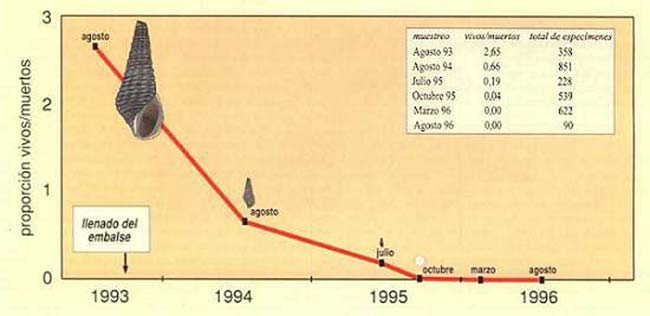 Fig 8. La desaparición de los caracoles Aylacostoma en Yacyretá. Pocas veces se ha podido prever y monitorear así el dramático proceso de la extinción de especies en la naturaleza. El tamaño de los caracoles en el gráfico representa la proporción observada entre vivos y muertos en cada visita al lugar.