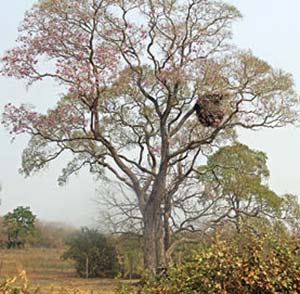 Un nido de esa especie en un árbol nativo de su área natural de dispersión fuera de la llanura pampeana.