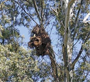 Nidos de cotorra en eucaliptos, árboles nativos de Australia plantados con enorme éxito en la llanura pampeana durante la segunda mitad del siglo XIX y adoptados por las cotorras para construir sus nidos.