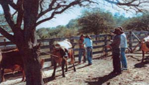 Figura 1.   Cría de ganado criollo en el Chaco boliviano