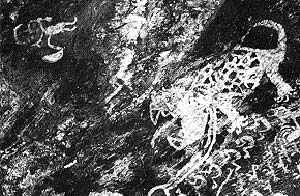 Conjunto de figuras pintadas en color blanco en la Cueva de la Calendaria, Catamarca. Se observa la imagen de un jaguar, con sus fauces abiertas, su lengua afuera y un largo collar al cuello. Abajo, una hilera de figuras humanas, que conforman una escena de baile, y un grupo de suris. En la parte superior izquierda, un pequeño sujeto con tocado y objetos en sus manos.