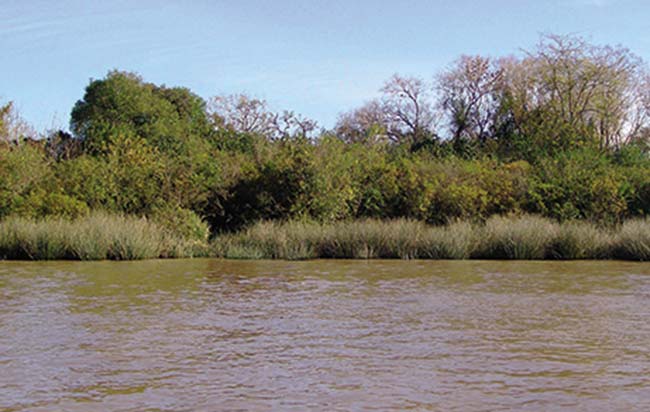 Típico color de los ríos y arroyos del delta debido al predominio de pequeñas partículas limo-arcillosas que arrastra el agua. También lleva una fracción menor de partículas de arena, que son más grandes. 