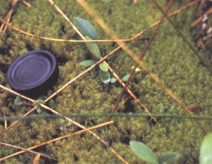 Un "colchón" da musgos en el suelo de un bosque siempre-verde, que sirve para el desarrollo de otras plantas herbáceas (helechos) y arbóreas (canelo).