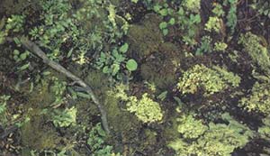 Talud naturalmente erosionado, colonizado por tapices de musgos, hepaticas, liquenes  y pequeñas herbaceas (Parque Nacional Los Glaciares, Santa Cruz).
